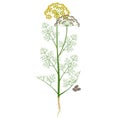 Dill plant with flowers and fruits on a white background.