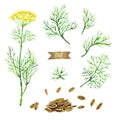 Dill plant with flowers, leaves and seeds isolated on white watercolor illustration