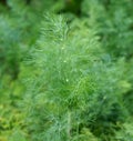 Dill plant in the garden