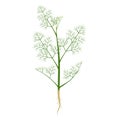 Dill plant with roots on a white background.