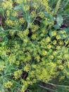 Dill plant with thin green leaves and small yellow flowers in garden flowerbed.