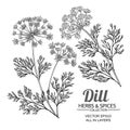 Dill plant vector set