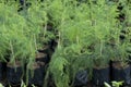 Dill plants in a nursery Royalty Free Stock Photo