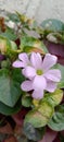 purple oxalis butterfly flower Royalty Free Stock Photo
