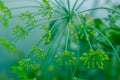 Dill rosette, close-up. Large inflorescence of dill on green background. Fresh green fennel. Background of dill plant