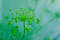 Dill rosette, close-up. Large inflorescence of dill on green background. Fresh green fennel. Background of dill plant