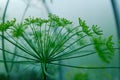 Dill rosette, close-up. Large inflorescence of dill on green background for publication, design, poster, calendar, post