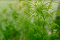 Dill rosette, close-up. Large inflorescence of dill on green background. Fresh green fennel. Background of dill plant