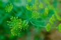 Dill rosette, close-up. Large inflorescence of dill on green background for publication, design, poster, calendar, post