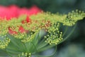 Dill Seed Flower Flower Head Umbrella Plant Macro Shot Royalty Free Stock Photo