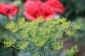 Dill Seed Flower Flower Head Umbrella Plant Macro Shot Royalty Free Stock Photo