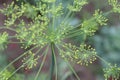 Dill Seed Flower Flower Head Umbrella Plant Macro Shot Royalty Free Stock Photo