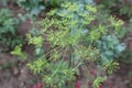 Dill Seed Flower Flower Head Umbrella Plant Macro Shot Royalty Free Stock Photo