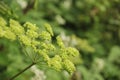 Dill Seedpods