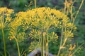 Dill seeds dill stalk green yellow autumn vegetable garden Royalty Free Stock Photo