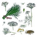 Dill set. Hand drawn colorful collection with greens, bunch, branch, flower, inflorescence, seeds. Vector illustration Royalty Free Stock Photo