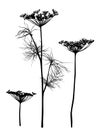 Dill silhouette isolated on white.