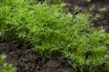 Dill in ÃÂ° soil Royalty Free Stock Photo