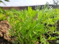 Dill or soy plant  in field . Royalty Free Stock Photo