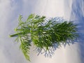 Dill or soy Anethum graveolens is a small perennial herb. Royalty Free Stock Photo