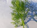 Dill or soy Anethum graveolens is a small perennial herb. Royalty Free Stock Photo