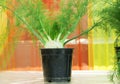 Dill soya plant