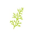 Dill Species Herb Closeup Icon Vector Illustration Royalty Free Stock Photo