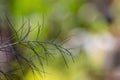 Dill Sprig on Bokeh Background
