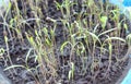 Dill sprout in the soil. spring, seedlings, home garden