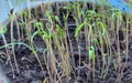 Dill sprout in the soil. spring, seedlings, home garden