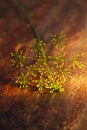 Dill stem in goldish autunm fall colors Royalty Free Stock Photo