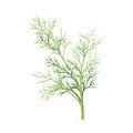 Dill Twig as Kitchen Herb for Cooking Vector Element