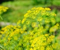 Dill umbel Royalty Free Stock Photo