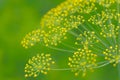 Dill Umbel Close-Up Royalty Free Stock Photo