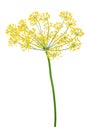 Dill Umbel Isolated Royalty Free Stock Photo