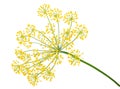 Dill Umbel Isolated Royalty Free Stock Photo