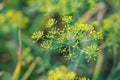 Dill umbrella, green dill seed inflorescence