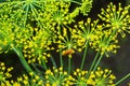 Dill umbrella with seeds in sunlight, close up. Yellow Fennel flowers on green blurred background. Natural plant pattern Royalty Free Stock Photo