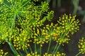 Dill umbrella with seeds in sunlight, close up. Yellow Fennel flowers on green blurred background. Natural plant pattern Royalty Free Stock Photo