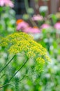 Yellow dill flowers blooming in the garden. Royalty Free Stock Photo