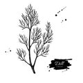 Dill vector hand drawn illustration. spice object.