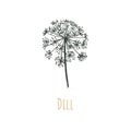 Dill vector illustration. Blooming dill. Dill seeds.