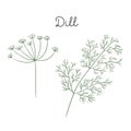 Dill vector illustration Royalty Free Stock Photo