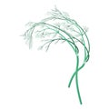 dill vector illustration on a white background Royalty Free Stock Photo