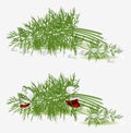 Dill vegetable character