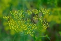 Dill. Vegetable herbaceous culture. Beauty is in nature. A natural flavor enhancer Royalty Free Stock Photo