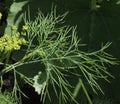 Dill Or Anethum Graveolens Growing In Garden