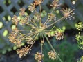 Dill weed dried seed head Royalty Free Stock Photo