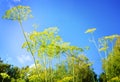 Dill Weed Flowers set against a blue sky with puffy white clouds Royalty Free Stock Photo