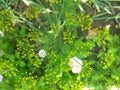 Dill yellow flower